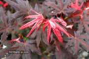 - Acer palmatum 'Dark Knight' Japanese Maple - Mr Maple │ Buy Japanese Maple Trees