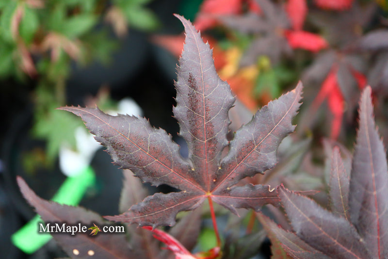 - Acer palmatum 'Dark Knight' Japanese Maple - Mr Maple │ Buy Japanese Maple Trees
