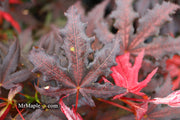 - Acer palmatum 'Dark Knight' Japanese Maple - Mr Maple │ Buy Japanese Maple Trees