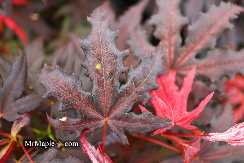 - Acer palmatum 'Dark Knight' Japanese Maple - Mr Maple │ Buy Japanese Maple Trees