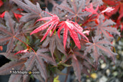 - Acer palmatum 'Dark Knight' Japanese Maple - Mr Maple │ Buy Japanese Maple Trees