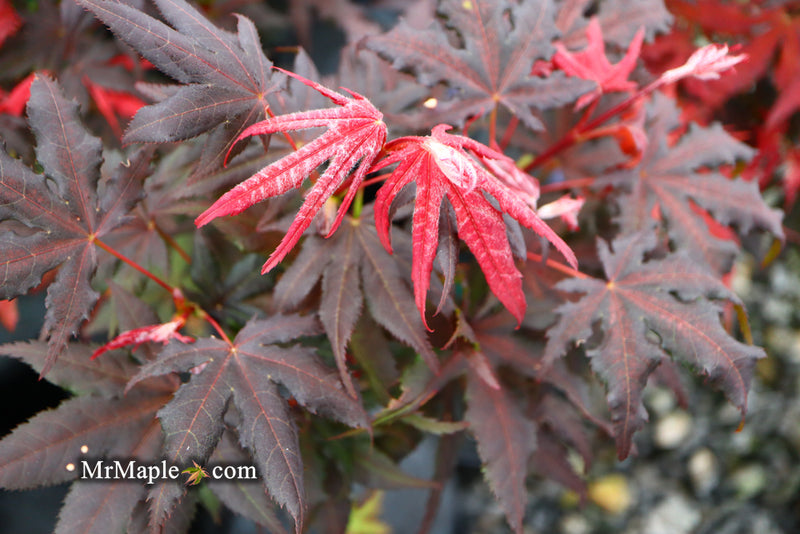 - Acer palmatum 'Dark Knight' Japanese Maple - Mr Maple │ Buy Japanese Maple Trees