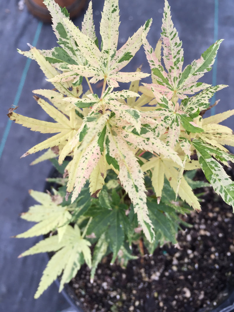 - Acer palmatum 'Snow Kitten' Japanese Maple - Mr Maple │ Buy Japanese Maple Trees