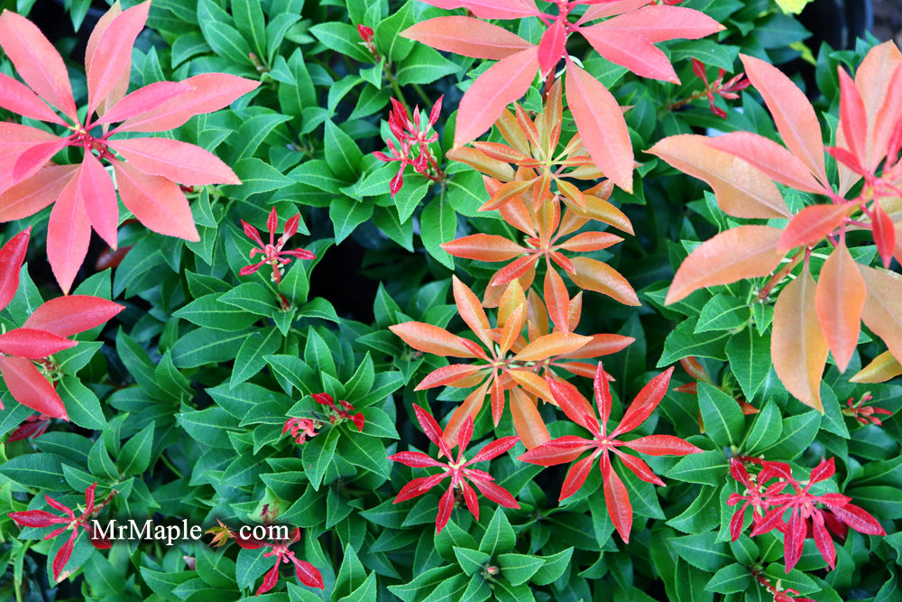 Pieris japonica 'Mountain Fire' Flowering Japanese andromeda