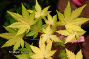 - Acer palmatum 'Dragon Master' Golden Weeping Japanese Maple - Mr Maple │ Buy Japanese Maple Trees