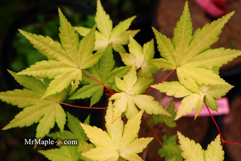 - Acer palmatum 'Dragon Master' Golden Weeping Japanese Maple - Mr Maple │ Buy Japanese Maple Trees