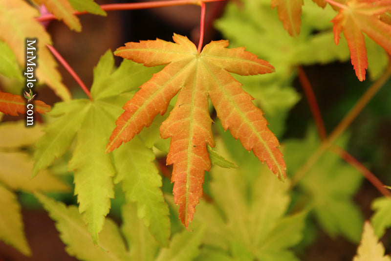 - Acer palmatum 'Dragon Master' Golden Weeping Japanese Maple - Mr Maple │ Buy Japanese Maple Trees