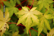 - Acer palmatum 'Dragon Master' Golden Weeping Japanese Maple - Mr Maple │ Buy Japanese Maple Trees