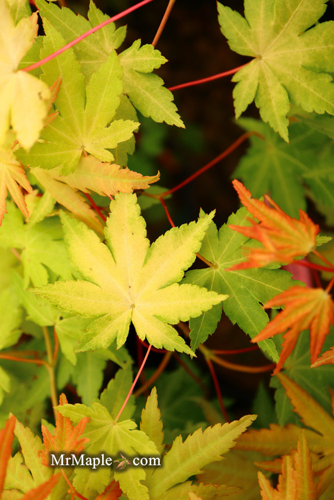 - Acer palmatum 'Dragon Master' Golden Weeping Japanese Maple - Mr Maple │ Buy Japanese Maple Trees