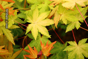 - Acer palmatum 'Dragon Master' Golden Weeping Japanese Maple - Mr Maple │ Buy Japanese Maple Trees