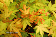 - Acer palmatum 'Dragon Master' Golden Weeping Japanese Maple - Mr Maple │ Buy Japanese Maple Trees
