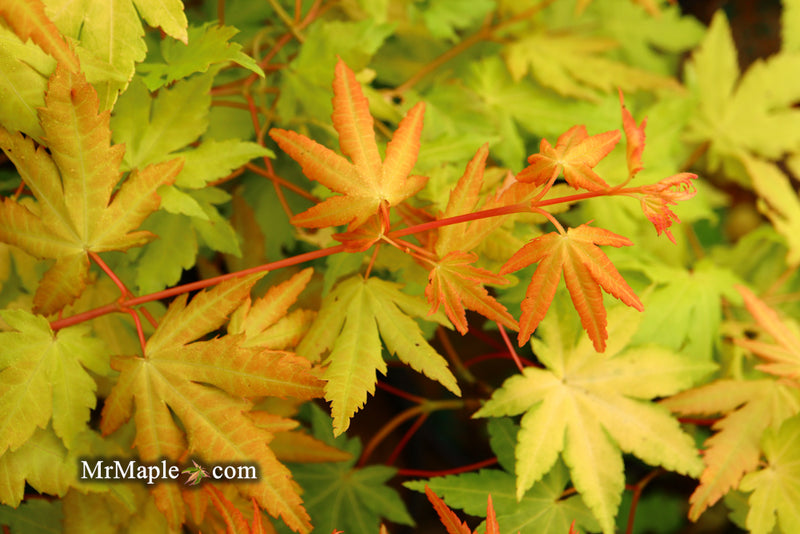 - Acer palmatum 'Dragon Master' Golden Weeping Japanese Maple - Mr Maple │ Buy Japanese Maple Trees