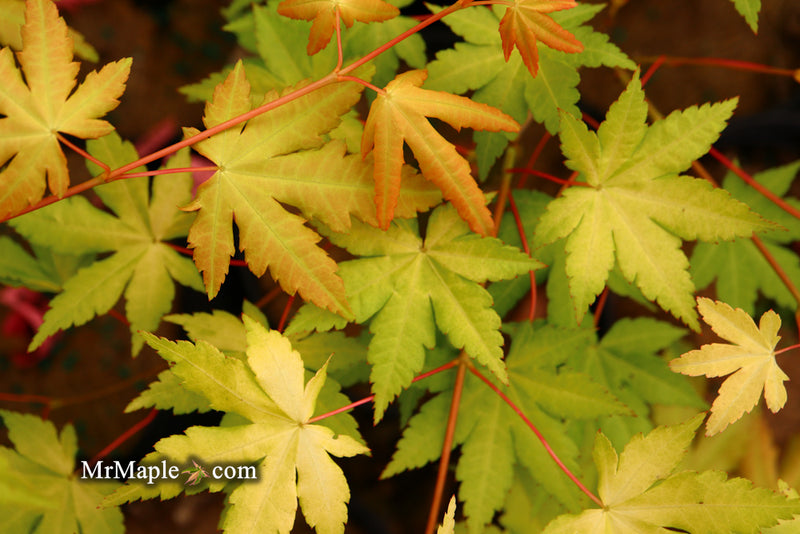 - Acer palmatum 'Dragon Master' Golden Weeping Japanese Maple - Mr Maple │ Buy Japanese Maple Trees