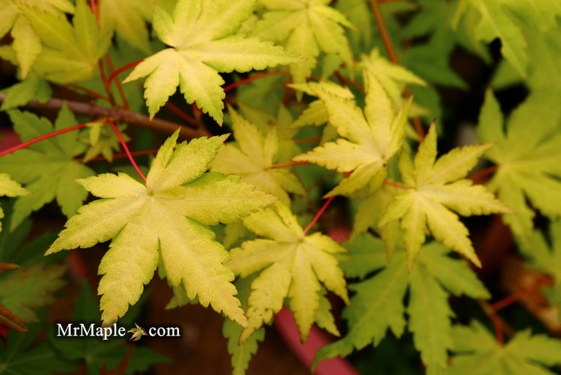 - Acer palmatum 'Dragon Master' Golden Weeping Japanese Maple - Mr Maple │ Buy Japanese Maple Trees