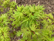- Acer palmatum Kryptonite™ Japanese Maple - Mr Maple │ Buy Japanese Maple Trees