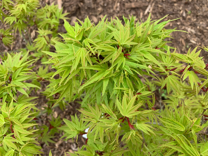 - Acer palmatum Kryptonite™ Japanese Maple - Mr Maple │ Buy Japanese Maple Trees