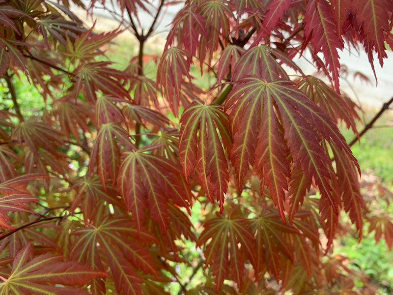 - Acer shirasawanum 'Bronze Age' Bronze Full Moon Japanese Maple - Mr Maple │ Buy Japanese Maple Trees