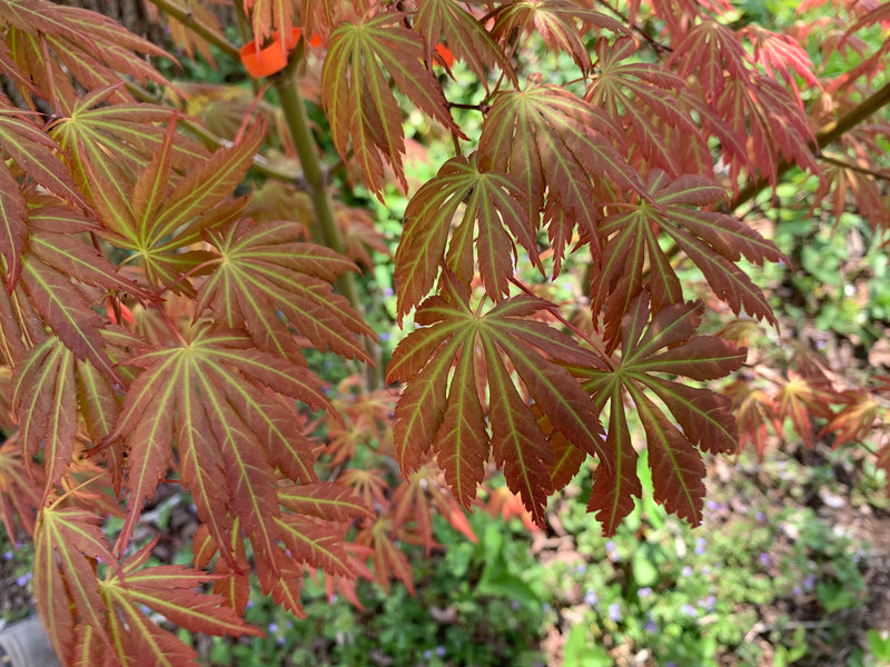 - Acer shirasawanum 'Bronze Age' Bronze Full Moon Japanese Maple - Mr Maple │ Buy Japanese Maple Trees