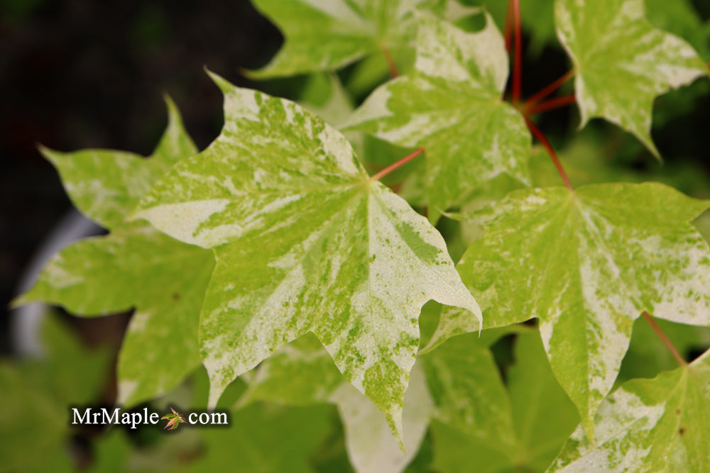 Acer pictum 'Kamisaka nishiki' Batwing Maple