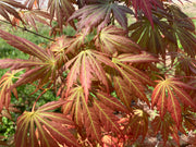 - Acer shirasawanum 'Bronze Age' Bronze Full Moon Japanese Maple - Mr Maple │ Buy Japanese Maple Trees