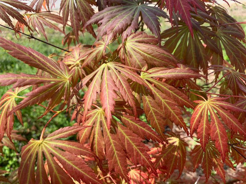 - Acer shirasawanum 'Bronze Age' Bronze Full Moon Japanese Maple - Mr Maple │ Buy Japanese Maple Trees