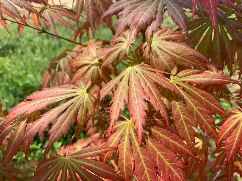 - Acer shirasawanum 'Bronze Age' Bronze Full Moon Japanese Maple - Mr Maple │ Buy Japanese Maple Trees