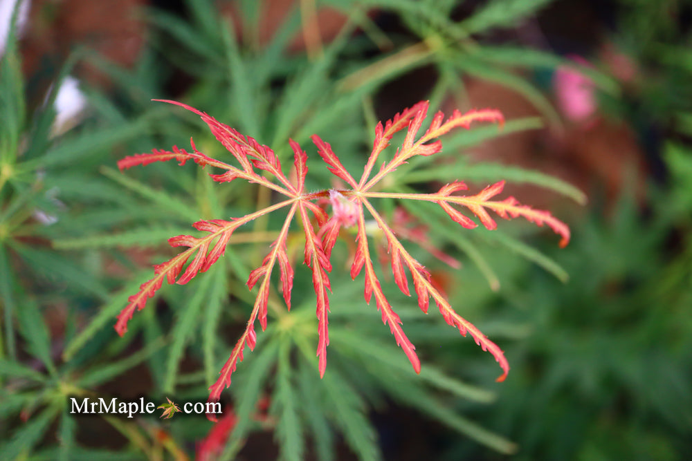 FOR PICKUP ONLY | Acer palmatum 'Spring Delight' Japanese Maple | DOES NOT SHIP