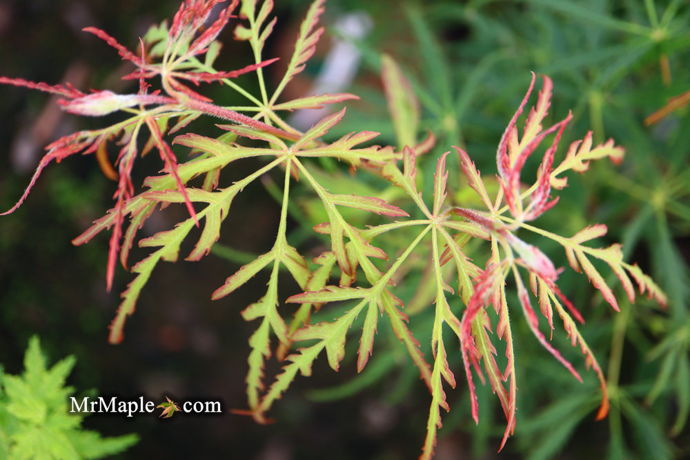 Acer palmatum 'Spring Delight' Japanese Maple
