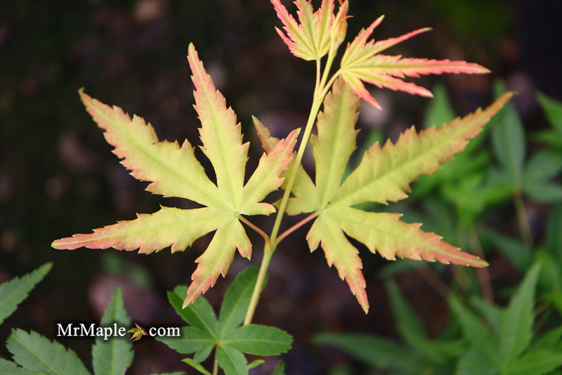 - Acer palmatum 'Golden Falls' Weeping Golden Japanese Maple - Mr Maple │ Buy Japanese Maple Trees
