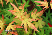 - Acer palmatum 'Golden Falls' Weeping Golden Japanese Maple - Mr Maple │ Buy Japanese Maple Trees