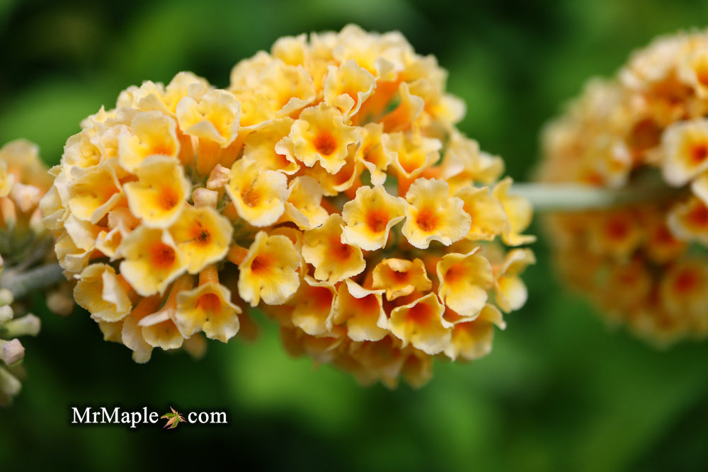 Buddleia x weyeriana 'Honeycomb' Yellow Butterflybush
