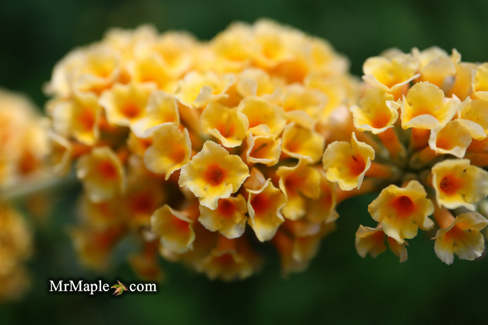 Buddleia x weyeriana 'Honeycomb' Yellow Butterflybush