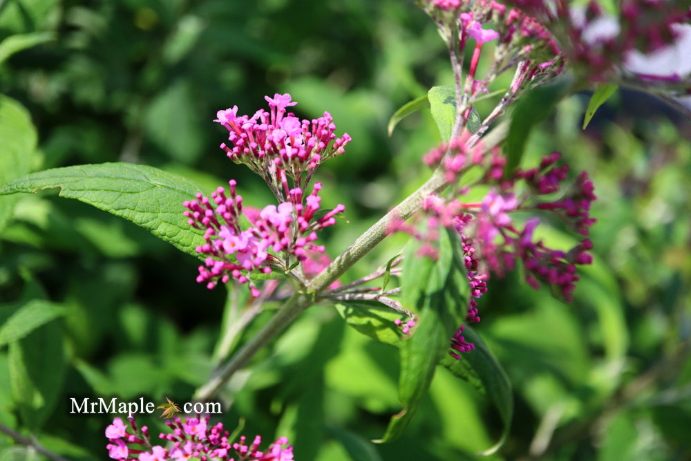 Buddleia davidii 'Pink Delight' Butterflybush