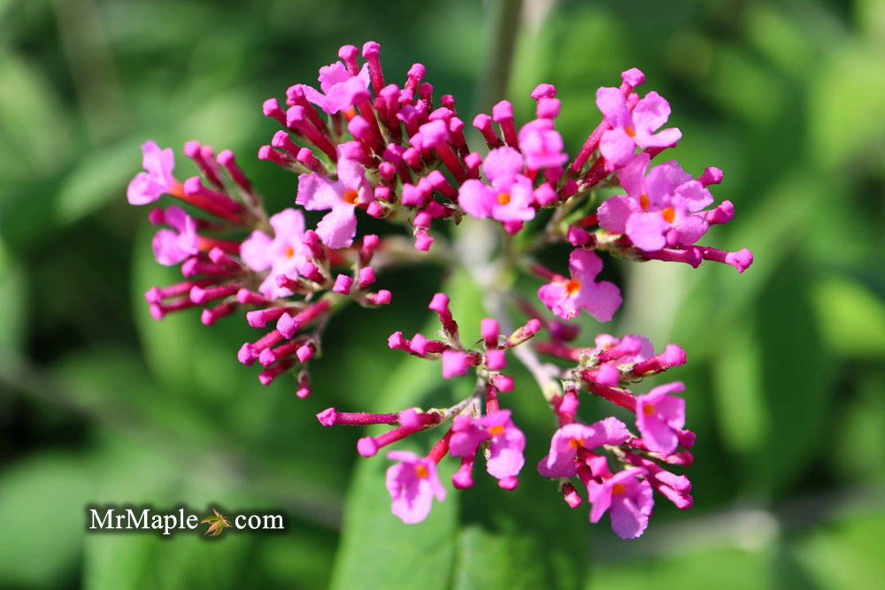 Buddleia davidii 'Pink Delight' Butterflybush