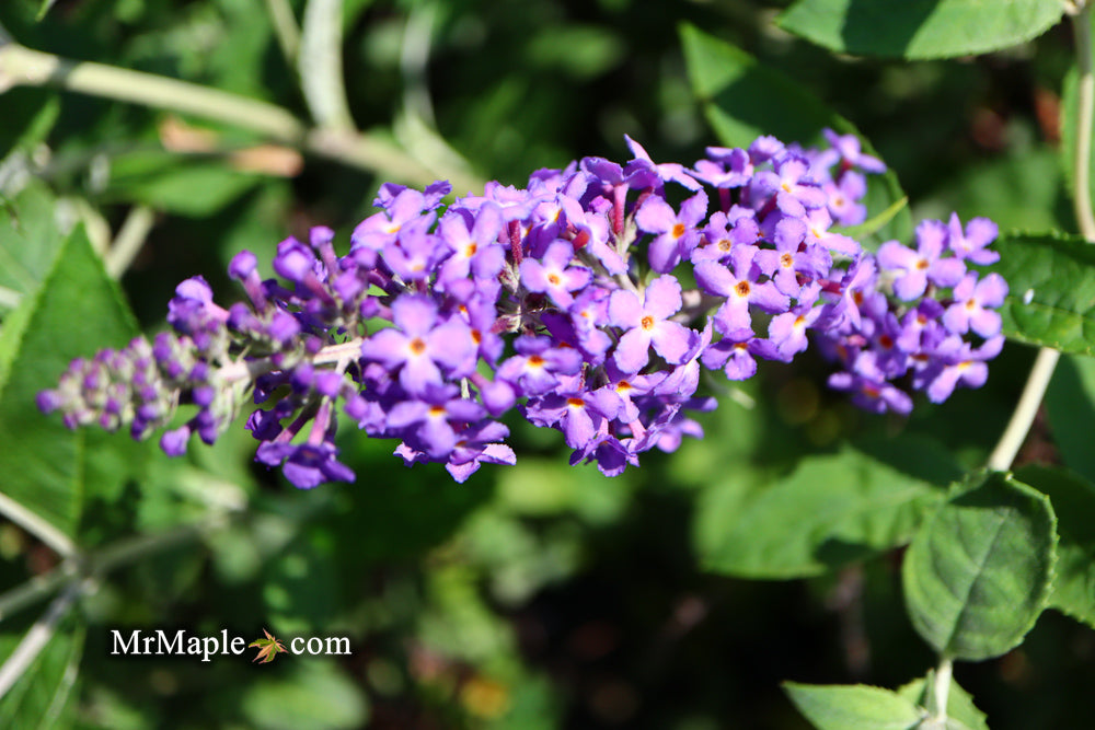 Buddleia davidii 'Blue Heaven' Butterflybush