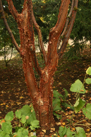 - Acer griseum - Paperbark Maple - Mr Maple │ Buy Japanese Maple Trees