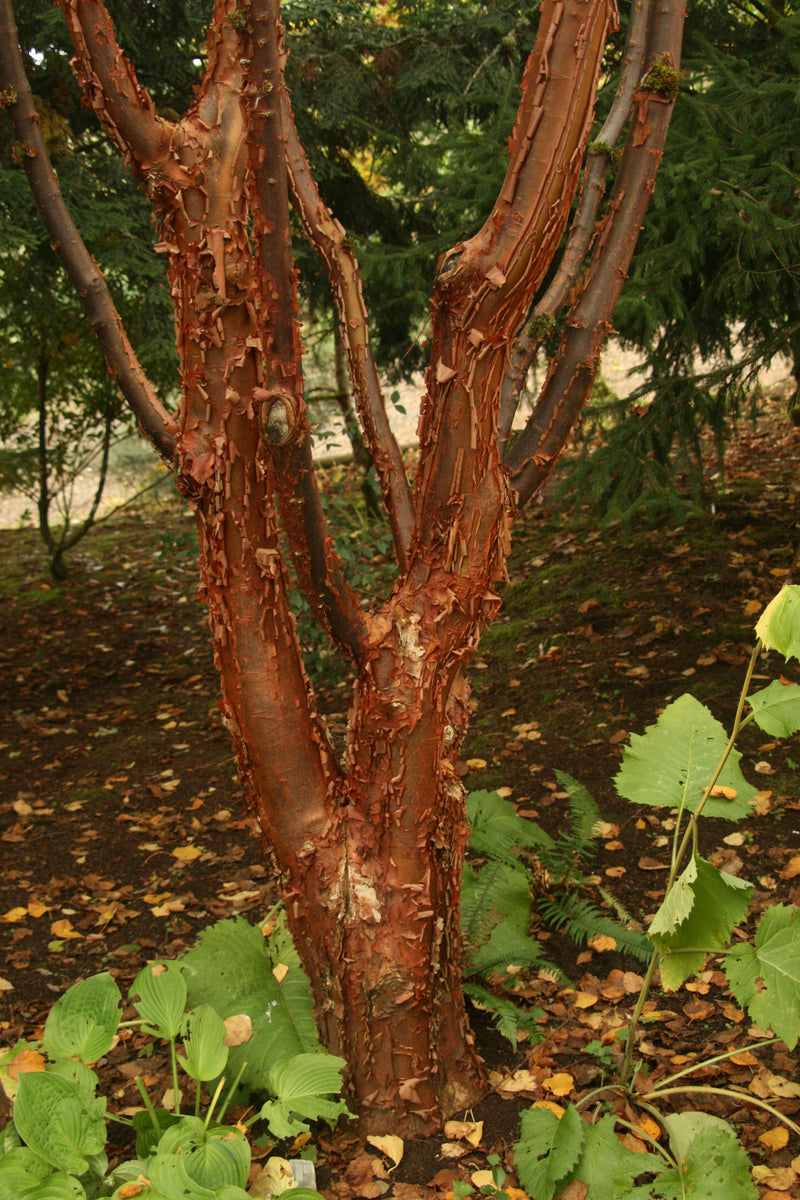 - Acer griseum - Paperbark Maple - Mr Maple │ Buy Japanese Maple Trees