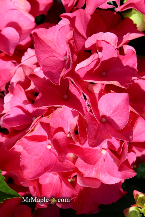 Hydrangea macrophylla 'Red Sensation’ Hydrangea