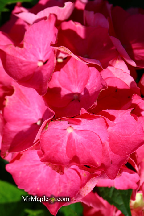 Hydrangea macrophylla 'Red Sensation’ Hydrangea
