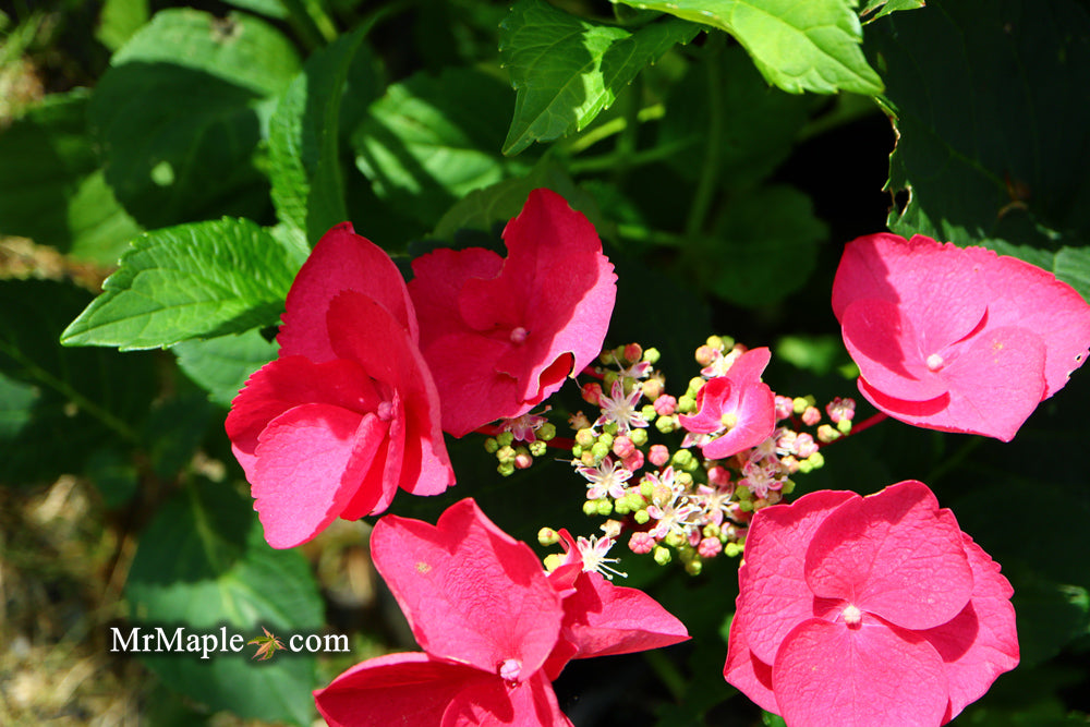 Hydrangea macrophylla ‘Cherry Explosion’ Hydrangea Cherry Red Bloom Hydrangea