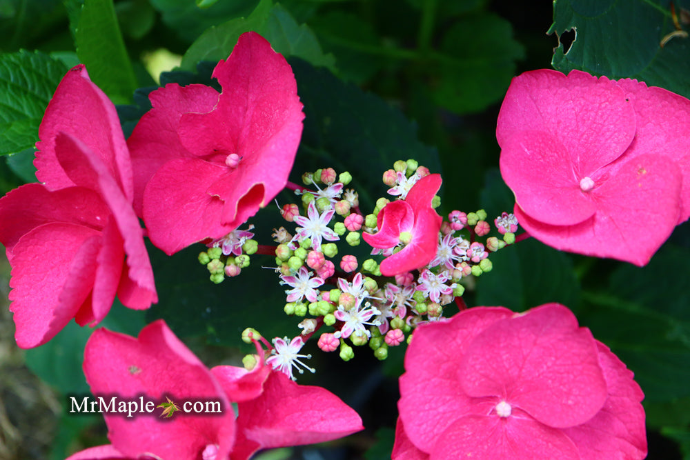 Hydrangea macrophylla ‘Cherry Explosion’ Hydrangea Cherry Red Bloom Hydrangea