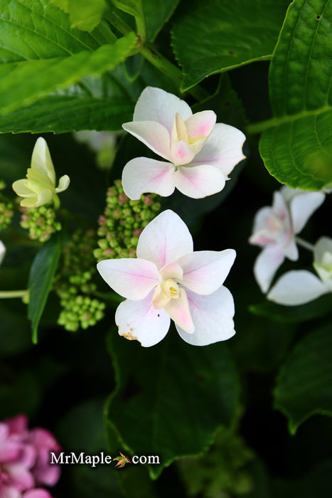 Hydrangea macrophylla ‘Star Gazer’ Hydrangea