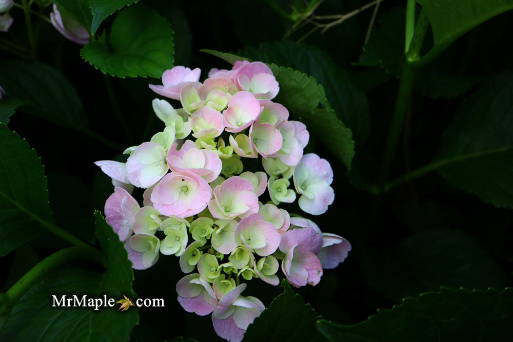 Hydrangea macrophylla 'Dancing Angel' Sweet Fantasy™ Variegated Bloom Hydrangea