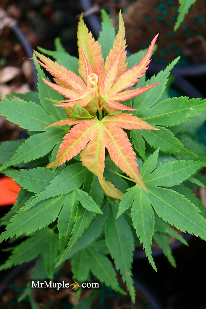 - Acer palmatum 'Mystic Mikawa' Miniature Japanese Maple - Mr Maple │ Buy Japanese Maple Trees