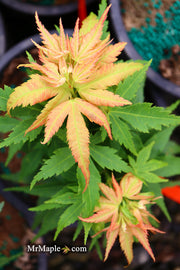- Acer palmatum 'Mystic Mikawa' Miniature Japanese Maple - Mr Maple │ Buy Japanese Maple Trees