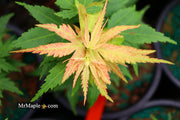 - Acer palmatum 'Mystic Mikawa' Miniature Japanese Maple - Mr Maple │ Buy Japanese Maple Trees
