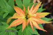 - Acer palmatum 'Mystic Mikawa' Miniature Japanese Maple - Mr Maple │ Buy Japanese Maple Trees