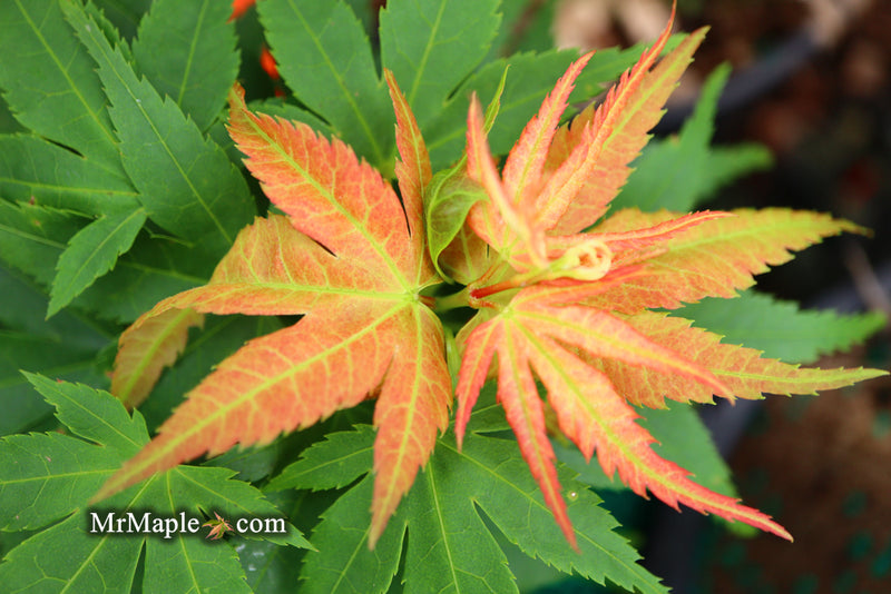 - Acer palmatum 'Mystic Mikawa' Miniature Japanese Maple - Mr Maple │ Buy Japanese Maple Trees