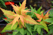 - Acer palmatum 'Mystic Mikawa' Miniature Japanese Maple - Mr Maple │ Buy Japanese Maple Trees