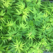 Test Product Mikawa - Mr Maple │ Buy Japanese Maple Trees